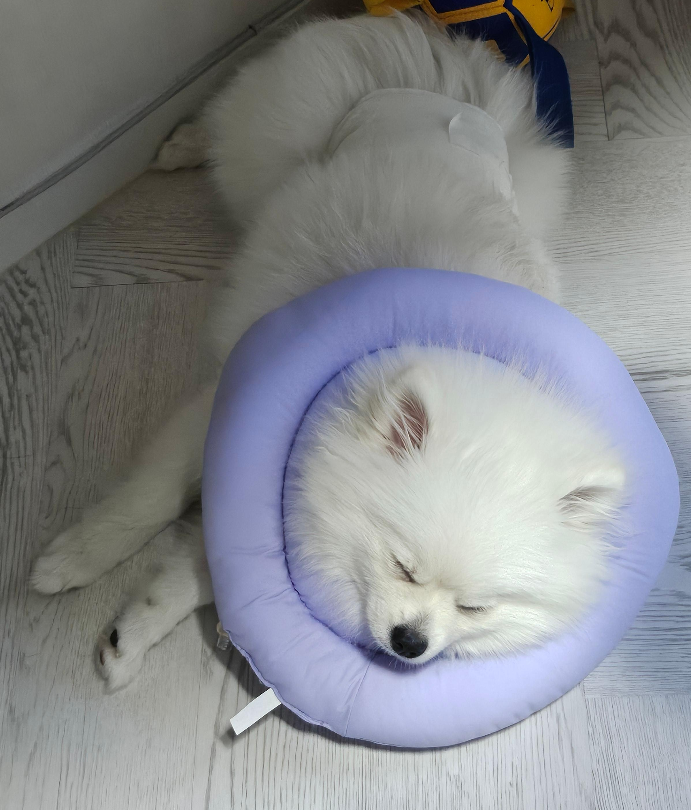 자고 있는 하콩