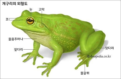 개구리