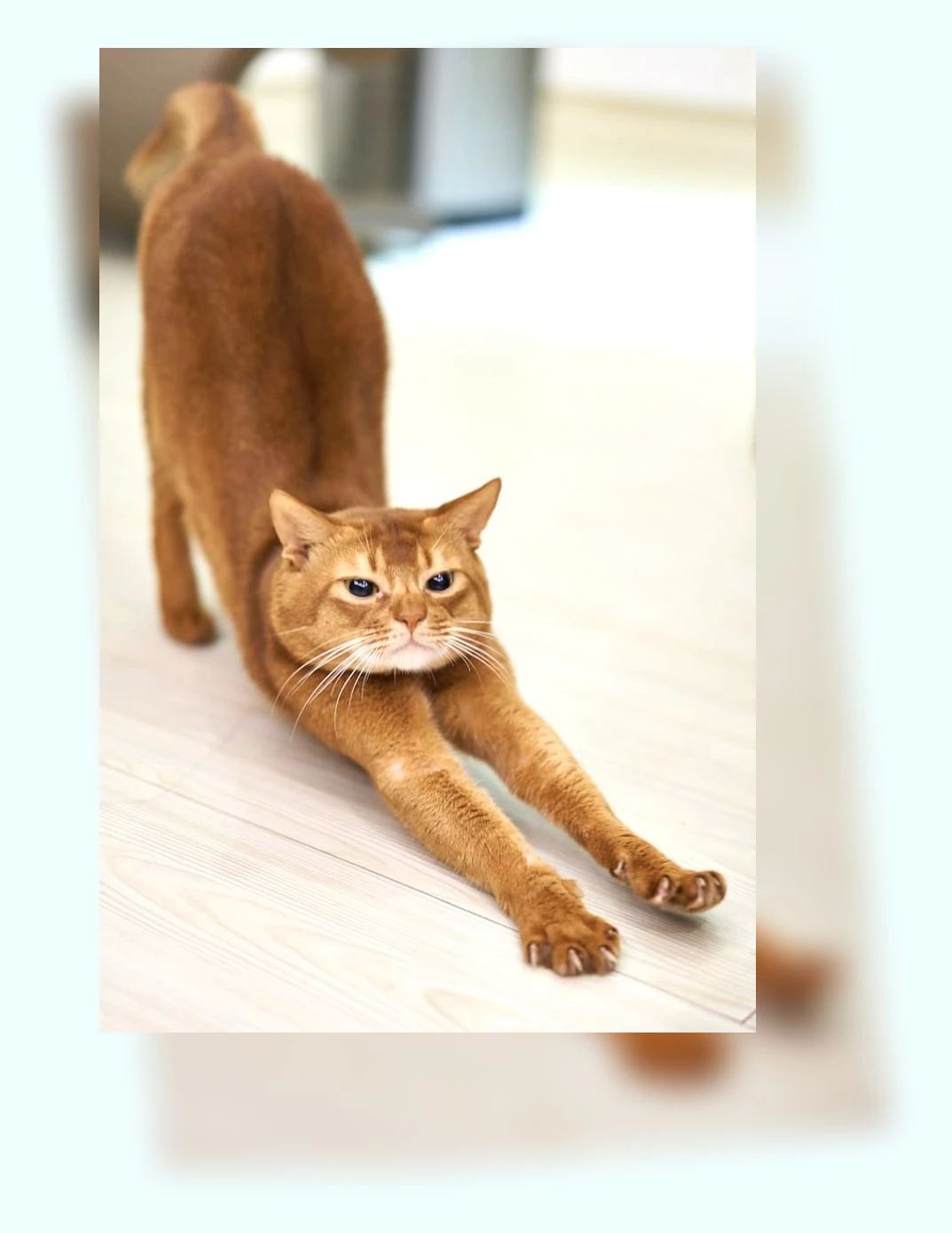 고양이 털 관리_2_subsection