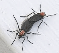 러브 버그 원산지