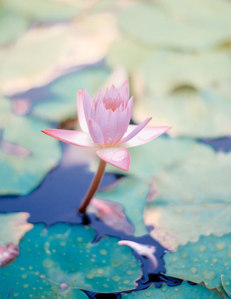 연자육 효능 먹는법 어디에 좋은가?