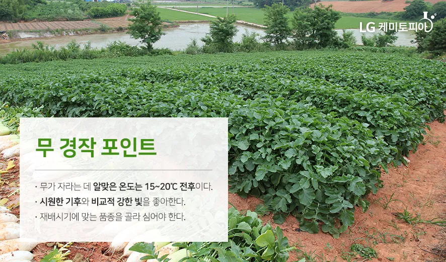 무 재배 솎아주기 토양 소독 비닐 멀칭_5