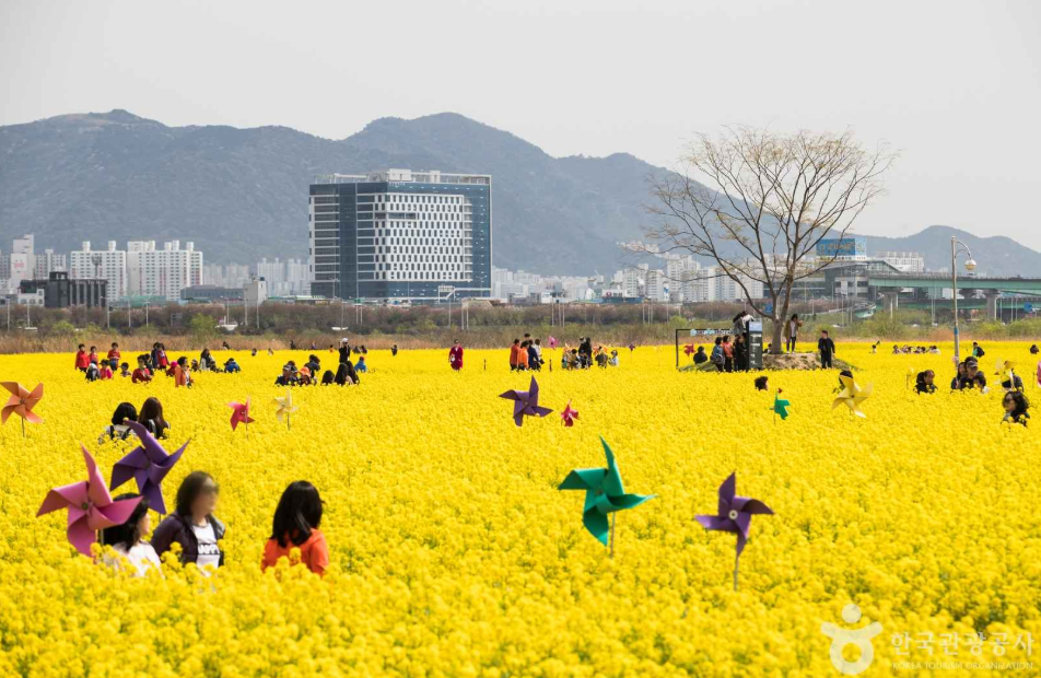 유채꽃 명소 대저 생태공원 1
