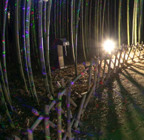 전국 수목원 BEST 5 – 자연의 품으로 떠나는 진짜 힐링 여행