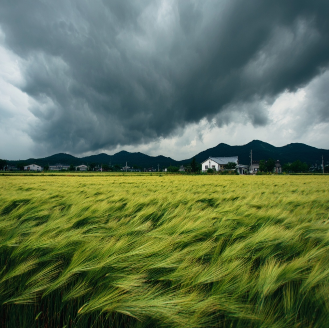 태풍으로 쓰러진 벼밭