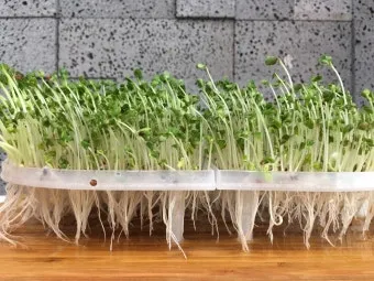 새싹브로콜리 재배 트레이 파종 물 관리 영양 풍부_33