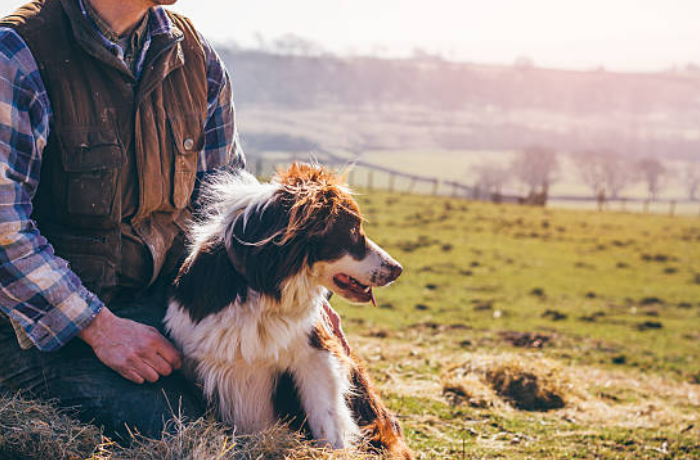 강아지를 키우는 꿈