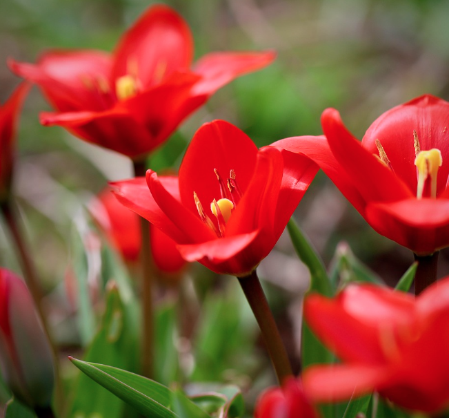 태안 세계 튤립 꽃박람회