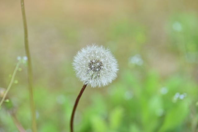 민들레씨