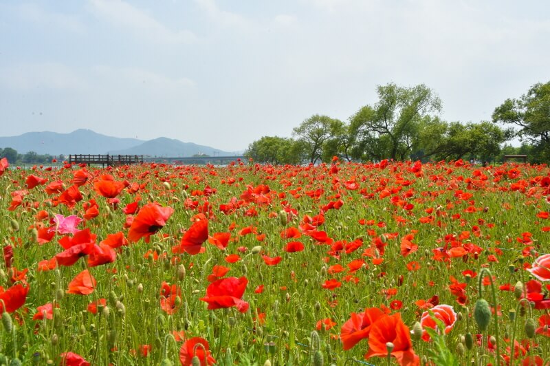 남양주 물의정원 꽃양귀비