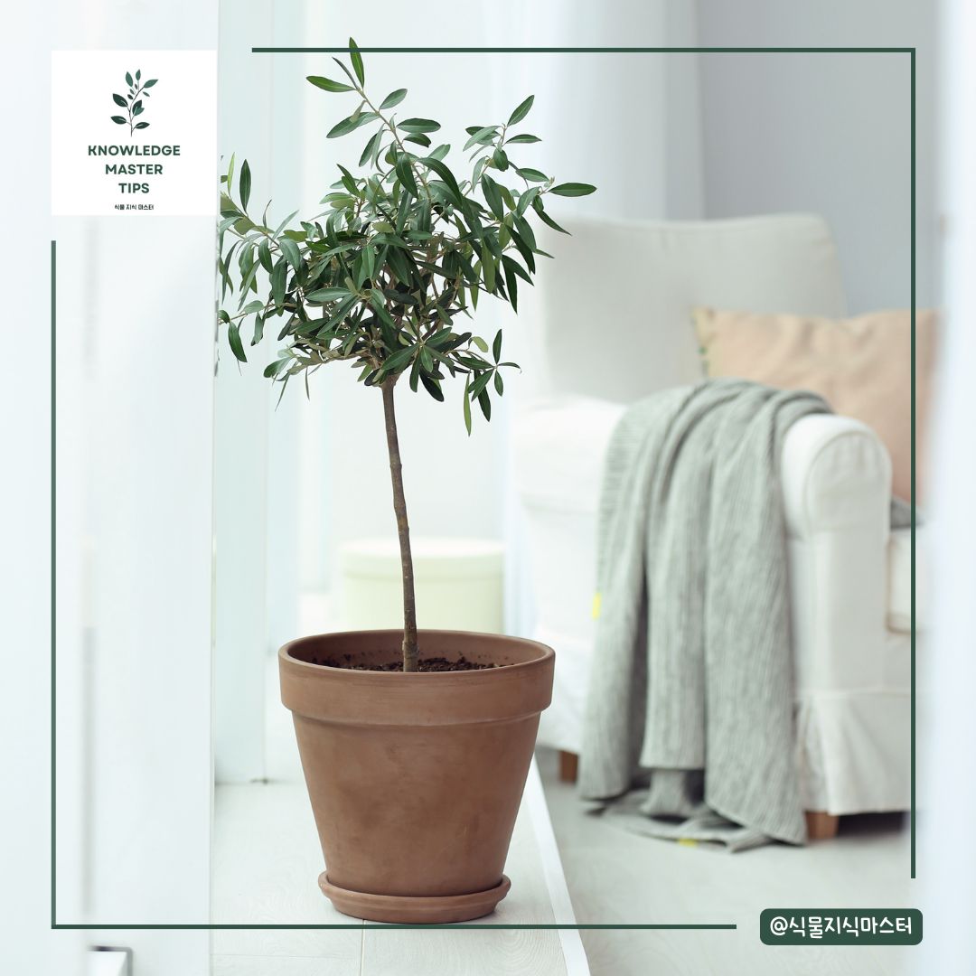 올리브나무 화분에는 어떤 흙?