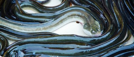 마르문-아르기닌의-효능