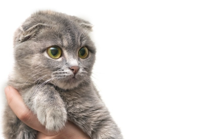 고양이 깜짝 놀랐어.