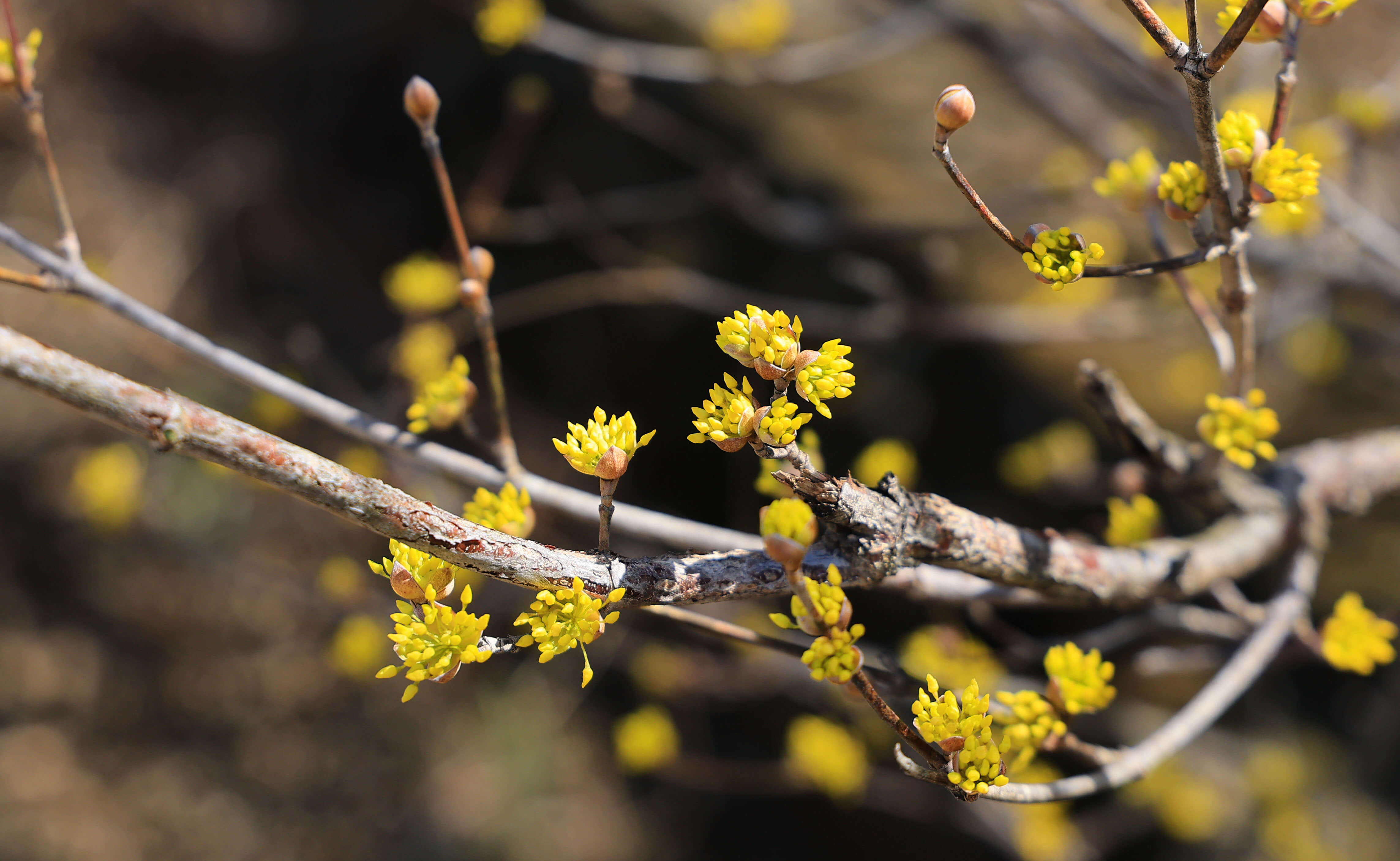 구례산수유꽃 근접
